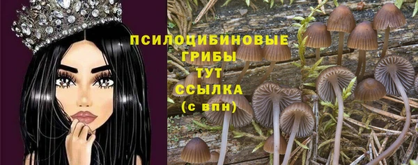 сатива Новокубанск