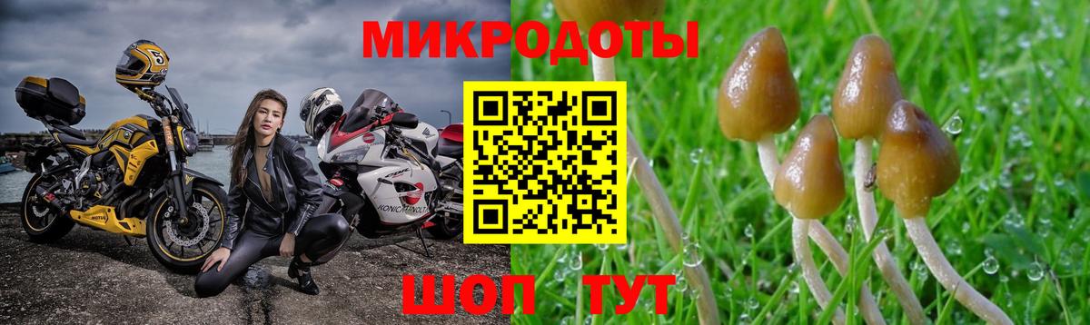 Галлюциногенные грибы Psilocybe  Вход с VPN  Таганрог 